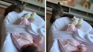 this cat meets a baby for the first time
