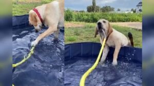 this dog plays peacefully in the pool