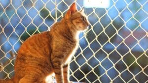 this stray cat escaped foster care... then traveled 5 miles back to his rescuer