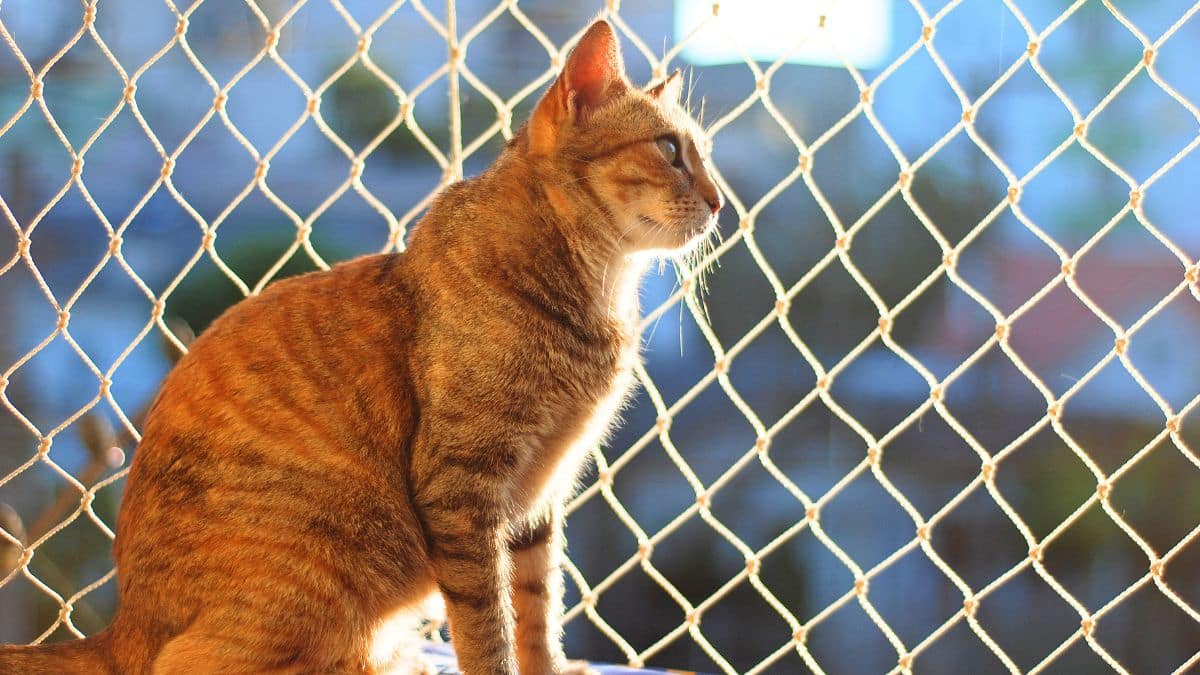 this stray cat escaped foster care... then traveled 5 miles back to his rescuer