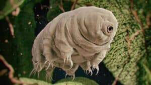 this tiny creature breaks the fundamental laws of life as we know it