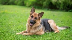top 5 guard dogs the best protectors for your safety