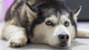 vet revives husky with a heart massage — right in the parking lot