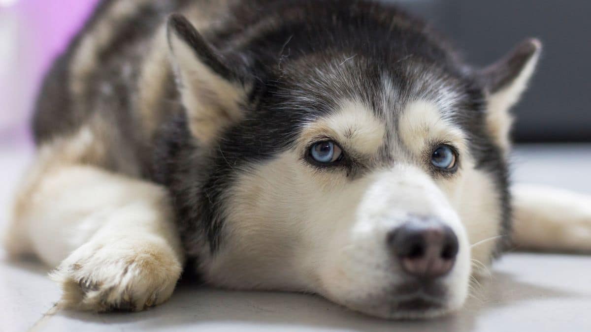 vet revives husky with a heart massage — right in the parking lot