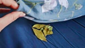 why are people suddenly sleeping with bay leaves under their pillows